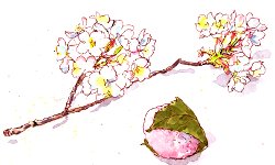 桜と桜餅