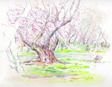小石川植物園桜参考作品