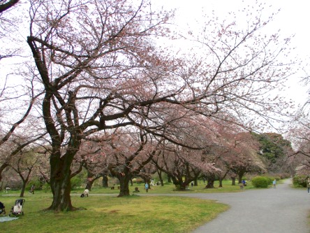 小石川植物園桜