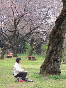 小石川植物園桜スケッチ