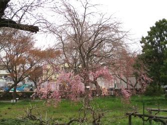 小石川植物園参しだれ桜