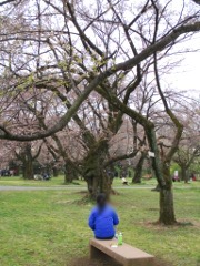 小石川植物園桜スケッチ