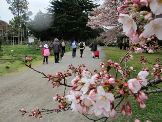 小石川植物園桜