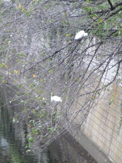 神田川の白い鳥
