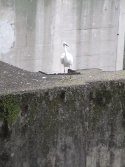 神田川の白い鳥